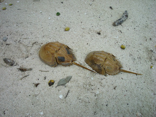 Horseshoe crabs on the beach