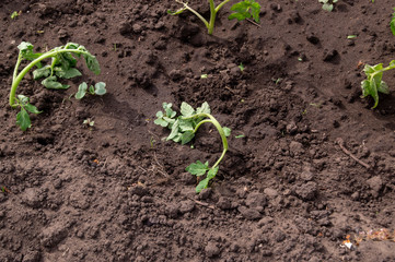 Seedlings tomato frozen.