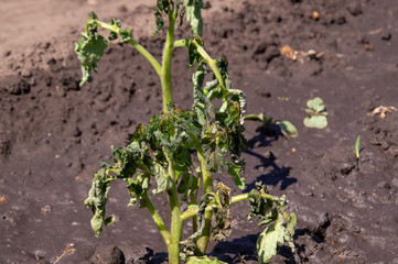 Seedlings tomato frozen.