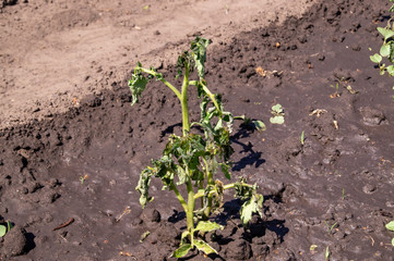 Seedlings tomato frozen.