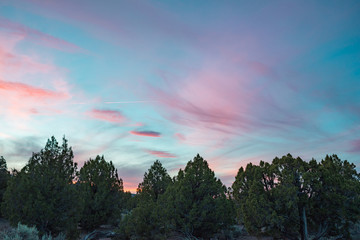 Pink and Blue Great Basin Sunset with Tree Silhouettes in the Humboldt-Toiyabe National Forest,...