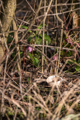 Plastic waste thrown away in the middle of nature