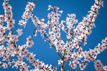 Almond tree in full bloom against blue sky in springtime. 