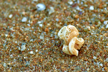 Seashell on the beach