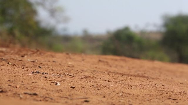 Large Ant Crawls Across Arid Red Dirt Landscape Close Up