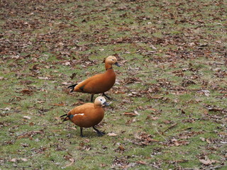 Two red ducks walking on the lawn - obrazy, fototapety, plakaty