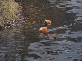 Three ducks swim on the pond - obrazy, fototapety, plakaty