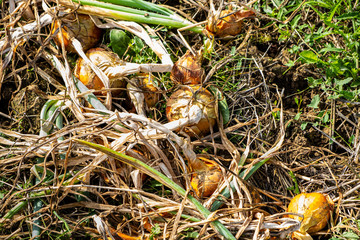 yellow onions and shallots drying in the summer sun in a permaculture garden