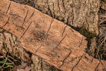 Many worm grooves on a wooden piece of tree bark