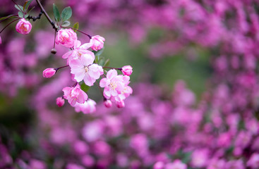 the beautiful pink Micromalus flower of spring
