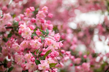the beautiful pink Micromalus flower of spring