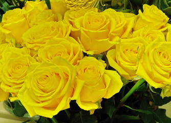 yellow roses closeup background