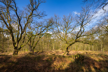 Fototapeta na wymiar Old oaks called Woodansoaks along the Heelsumsche stream in Wolfhezer heath nature momument area in Gelderland, Netherlands