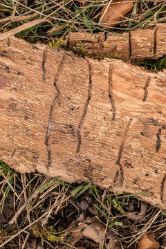 Many worm grooves on a wooden piece of tree bark