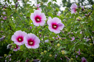Beautiful rose of Sharon bloomed in Seoul Olympic Park