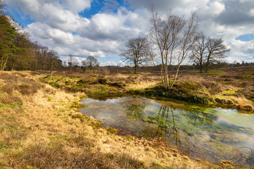 Lttle pond in Wolfhezer heath nature momument area in Gelderland, Netherlands