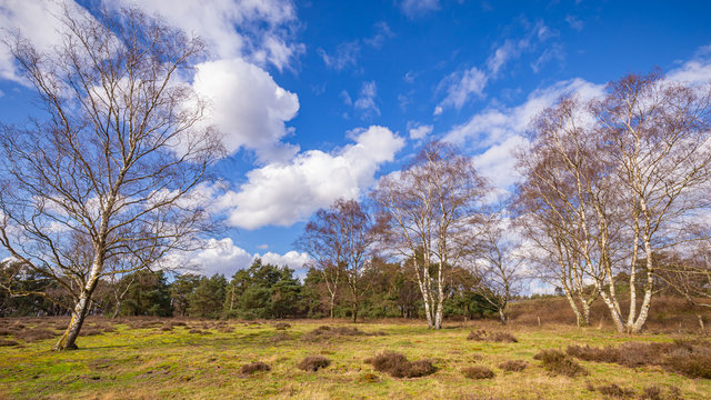 Wjite birch in Wolfhezer heath nature momument area in Gelderland, Netherlands