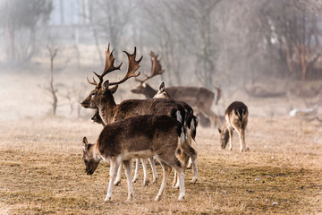 fallow deer resting in a meadow
