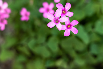 beautiful purple Oxalis flower in autumn with macro lens