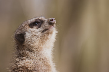 Portrait of a meerkat 