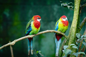 The eastern rosella sitting on a tree branch with sunshine pouring overhead. Close up of a tropical bird in natural conditions.