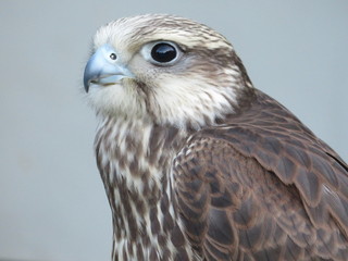 Beautiful picture of birds of prey of great size and penetrating stare