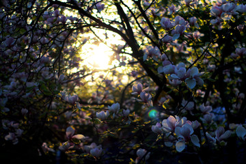 magnolia flower on a tree in a beautiful spring day bokeh background