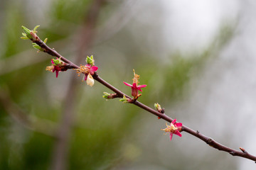 Closeup of a branch starting to grow in spring