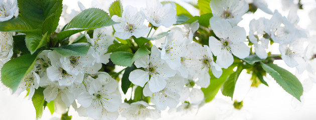 Cherry twig in bloom. Nature horizontal background.