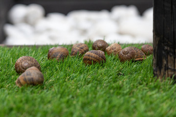 Snail shells on green grass