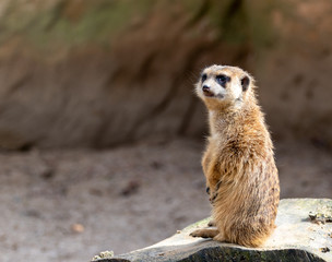 Fototapeta premium Cute meerkat stsnding on a rock 