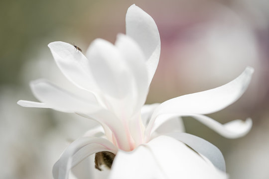 Magnolien Bl&uuml;te mit Insekt