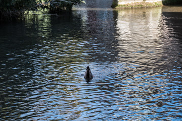 Diving duck near a stone bridge of the the old section of the town