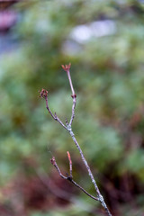 Dry branch of plant in winter