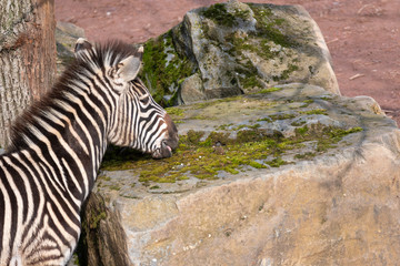 Fototapeta na wymiar Zebra licking water from a rock 