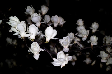 Obrazy na Szkle  biały kwiat magnolii pięknie kwitnący w nocy.