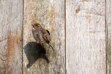 Sparrow on a fence 
