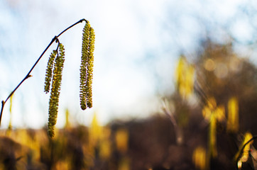 Gentle and pleasant spring blooms of hazel hazel