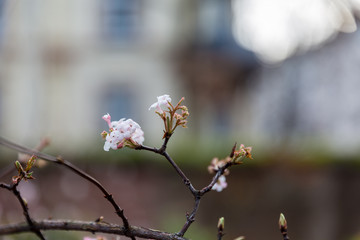 Blooming white flower in winter