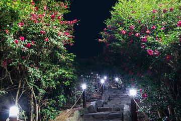 Stairway and Lighting Surrounded by camellia flowers
