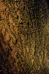 Tree bark texture for background or wallpaper