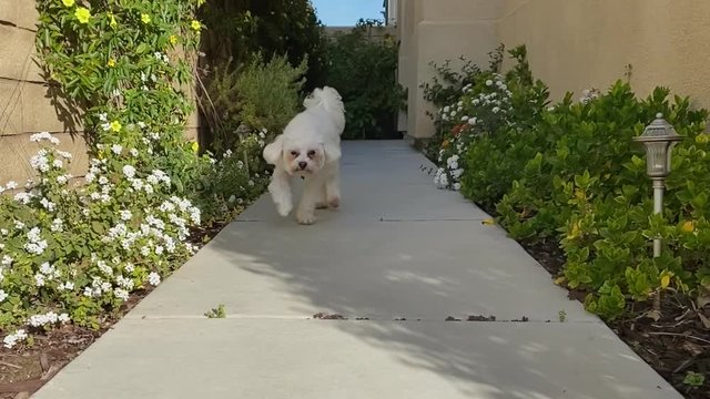 Maltese dog pet running out of home down path entrance to camera, low view