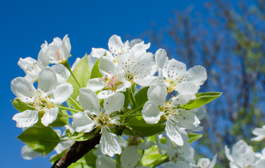 Lovely delicate cherry blossom in warm spring weather for background