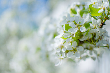 Lovely delicate cherry blossom in warm spring weather for background