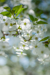 Lovely delicate cherry blossom in warm spring weather for background