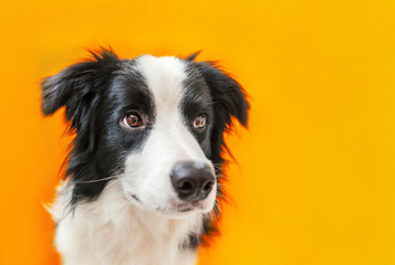 Funny studio portrait of cute smilling puppy dog border collie isolated on orange background. New lovely member of family little dog gazing and waiting for reward. Pet care and animals concept