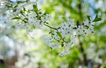Lovely delicate cherry blossom in warm spring weather for background