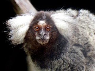 animal