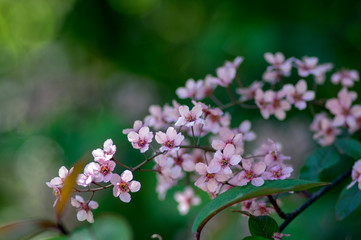 Prunus padus colorata pink flowering cultivar of bird cherry hackberry tree, hagberry mayday tree in bloom in sunlight