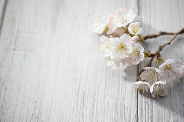 満開の桜